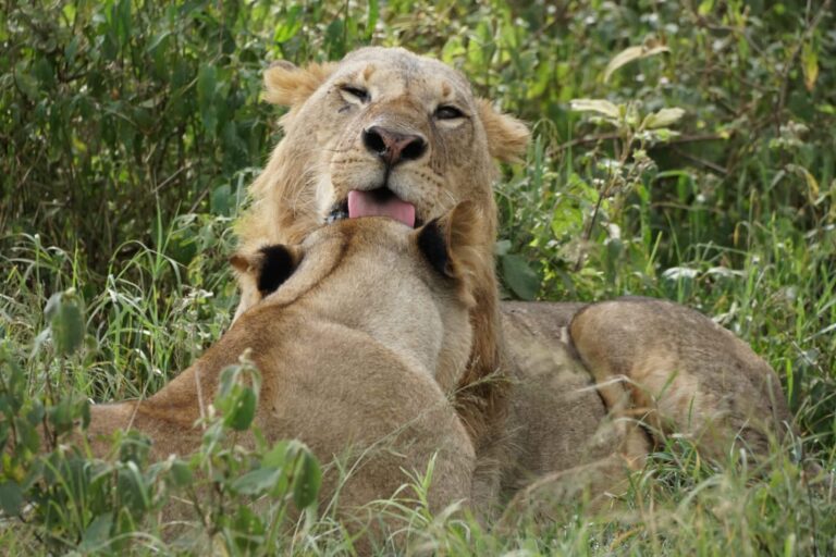 lion 3