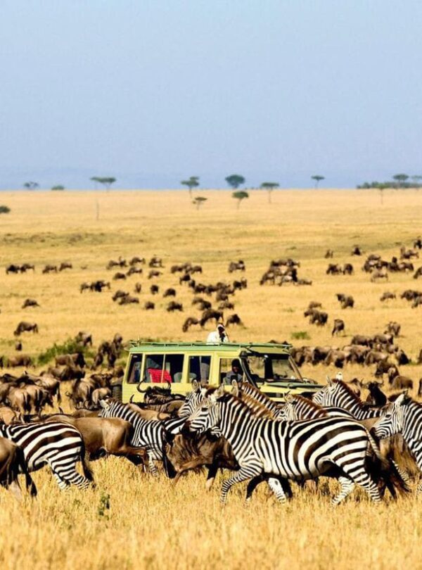 Masai Mara Safari